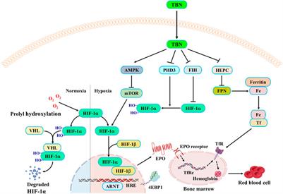 Tetramethylpyrazine nitrone activates hypoxia-inducible factor and regulates iron homeostasis to improve renal anemia